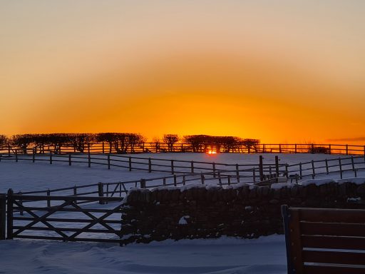 Sunset casting a warm glow over a snowy landscape with silhouetted trees and a fence.