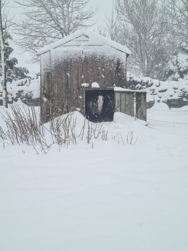 Snow-covered wooden shed surrounded by deep snow and trees in a snowy landscape.