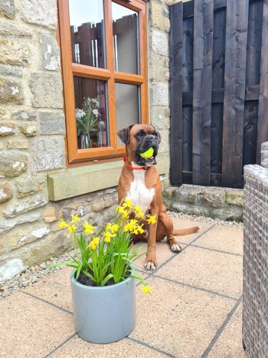 Brown dog sitting on a patio with a tennis ball in its mouth next to yellow flowers in a pot.