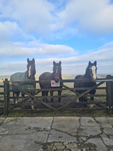 Three horses standing at a wooden gate against a blue sky with scattered clouds.