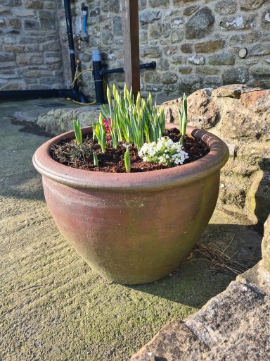 A terracotta pot filled with various flowers and green shoots, set against a stone wall.